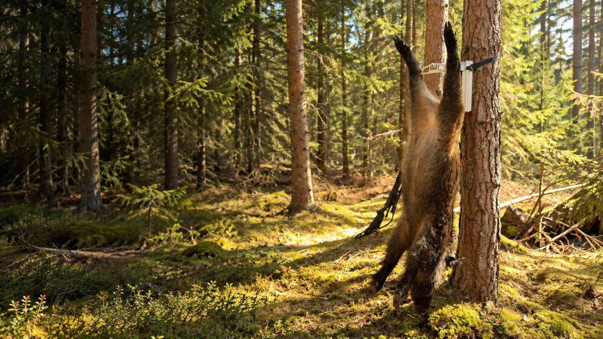 Boarhanger used for handling fallen game